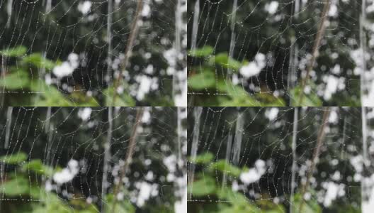 蜘蛛网与雨水(高清)高清在线视频素材下载