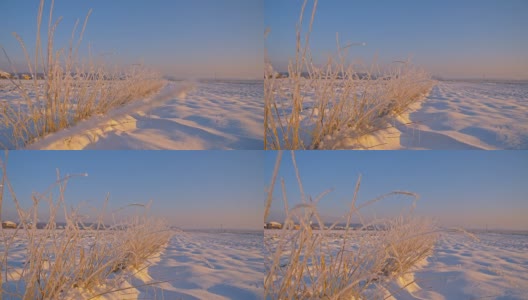 草被霜覆盖高清在线视频素材下载
