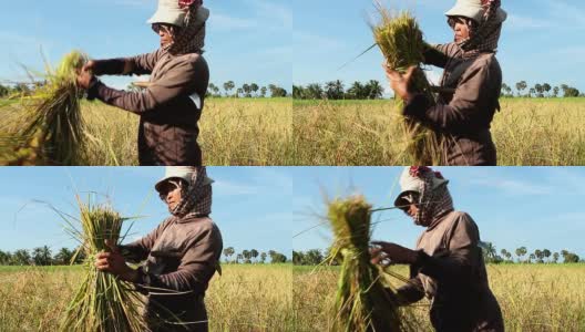 在亚洲，成熟的妇女正在收割水稻高清在线视频素材下载