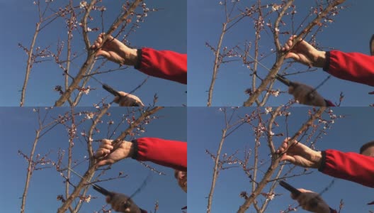 修剪果树高清在线视频素材下载