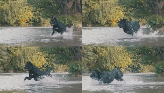 狗在河里游泳高清在线视频素材下载