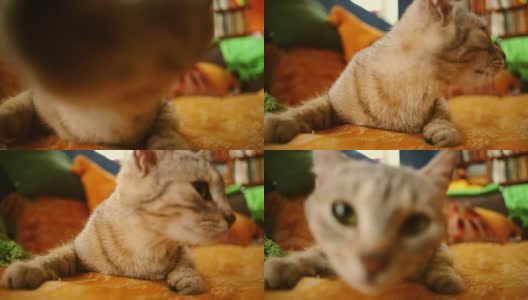 姜好奇的猫高清在线视频素材下载