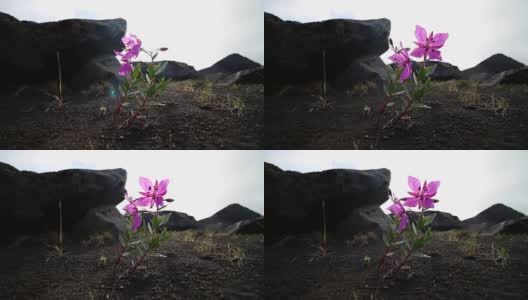 花冰岛，Chamerion latifolium高清在线视频素材下载