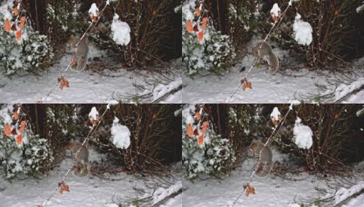 冬天，灰松鼠坐在树枝上吃东西高清在线视频素材下载