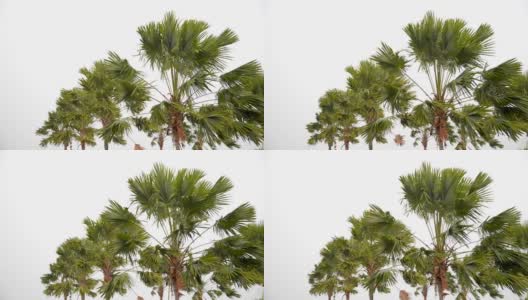 棕榈树的叶子被强风击中，背景是白色的天空。暴风雨来临前，风摇动着手掌。高清在线视频素材下载