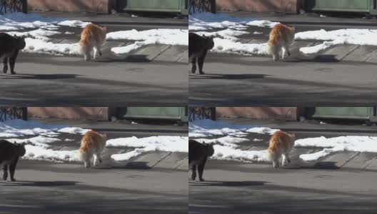 两只猫在雪堆中穿过街道高清在线视频素材下载