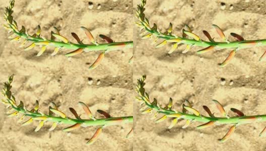 一个美丽的短芦荟Vera植物花卉生长在农场高清在线视频素材下载