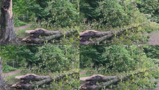 瑞典一场暴风雨后，公园里的一棵倒下的树。平移慢动作镜头高清在线视频素材下载