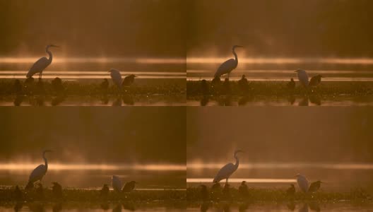 大雾清晨的大白鹭高清在线视频素材下载