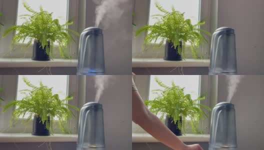 女人的手打开了加湿器附近的绿蕨。家用植物加湿器中的水雾蒸汽。高清在线视频素材下载