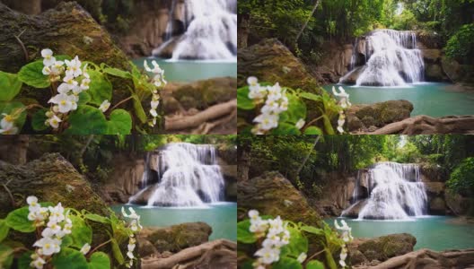 瀑布流与森林环境和天使翼海棠花高清在线视频素材下载
