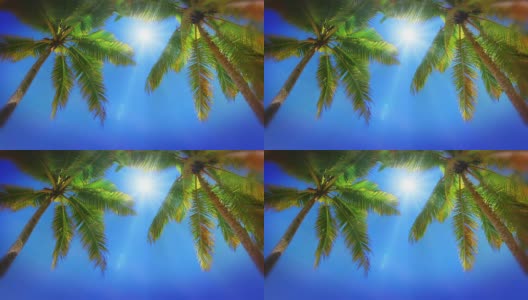 天空中的棕榈树。高清在线视频素材下载