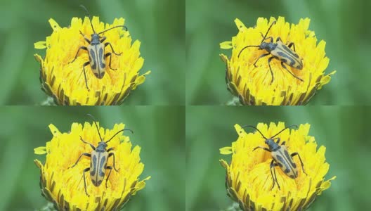 黄花上的虫子高清在线视频素材下载