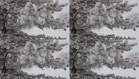 树与降雪高清在线视频素材下载