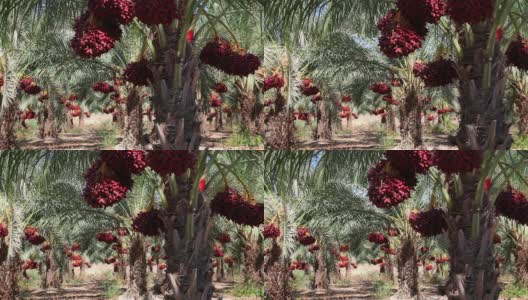 椰枣种植园高清在线视频素材下载
