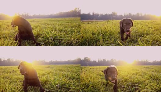 草地上可爱的拉布拉多小狗高清在线视频素材下载