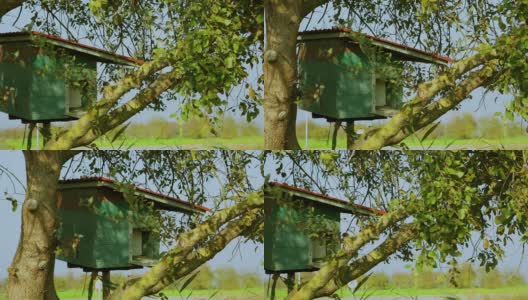 树上的巢箱高清在线视频素材下载