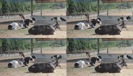 奶牛一家人在农场休息高清在线视频素材下载