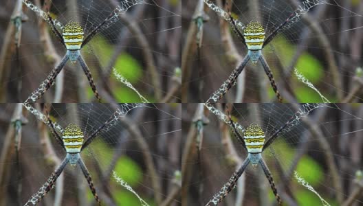 黄黑蜘蛛在她的蜘蛛网- Argiope bruennichi高清在线视频素材下载