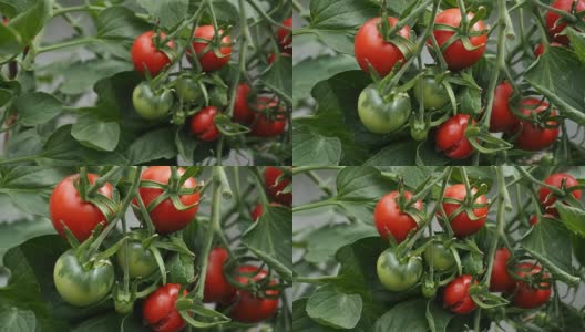 新鲜成熟的红番茄在温室录像高清在线视频素材下载