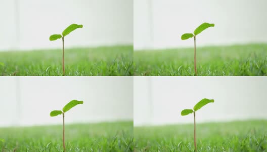 绿色的小植物高清在线视频素材下载
