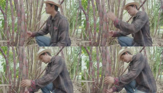 一个甘蔗种植园的亚洲男子园丁高清在线视频素材下载