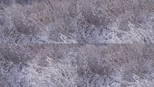 在微风中被雪覆盖的干燥野鹅脚灌木丛高清在线视频素材下载