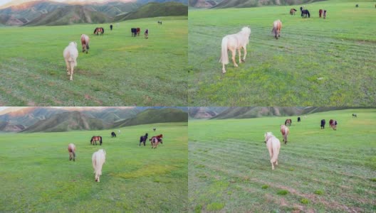 在绿色牧场上吃草的马高清在线视频素材下载