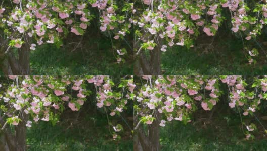 美丽的樱花盛开，在风中摇曳。春天，樱在书中绽放。高清在线视频素材下载