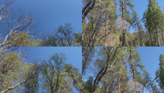 森林徒步步道场景从蓝色的天空向下平移到步道高清在线视频素材下载