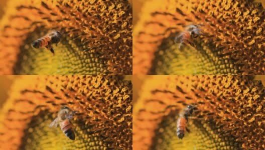 蜜蜂在向日葵上，慢镜头高清在线视频素材下载