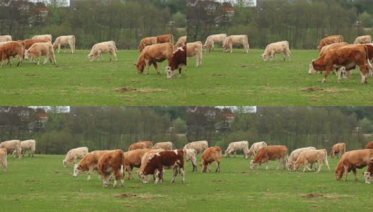 在牧场放牧的奶牛高清在线视频素材下载