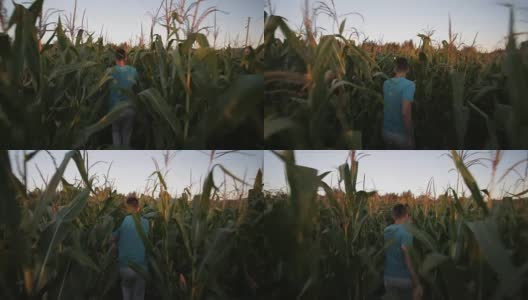 在玉米地里散步高清在线视频素材下载