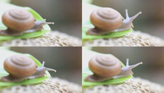蜗牛和飞在叶子上高清在线视频素材下载