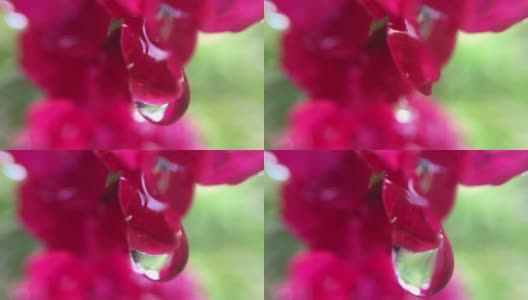 红玫瑰的水滴，玫瑰的臀部高清在线视频素材下载