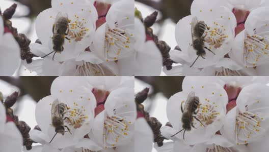 一只蜜蜂给一朵樱花授粉的惊人镜头。高清在线视频素材下载