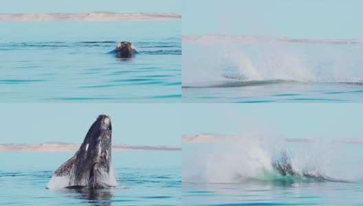 鲸鱼打破平静的表面近距离缓慢运动高清在线视频素材下载