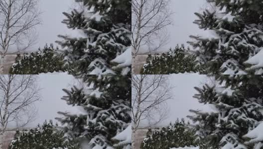 树枝上有蓬松美丽的雪。雪花从云杉树枝上美丽地飘落下来。冬天的童话，树在雪中囚禁。冬天下雪的录像高清在线视频素材下载