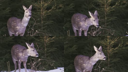 雪地里的狍。Capreolus Capreolus。冬天的野生狍。高清在线视频素材下载