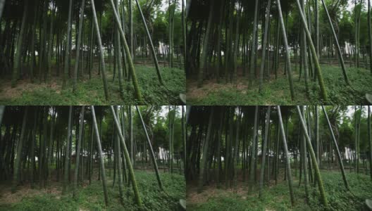 美丽的竹林在传统公园白天广角拍摄高清在线视频素材下载