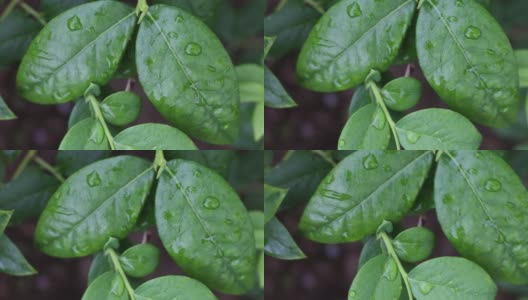 用一滴水把绿色的蓝莓丛弄湿。自然树叶的背景高清在线视频素材下载