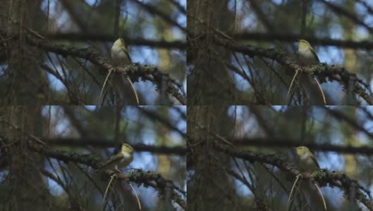 一只小小的雀形目木莺(毛茛)，站在爱沙尼亚古老森林的一根树枝上高清在线视频素材下载