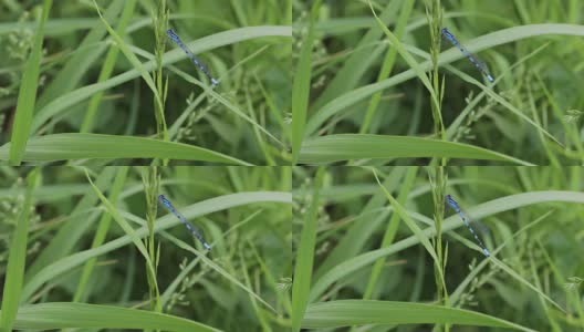 草上的蜻蜓高清在线视频素材下载