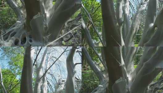 倾斜的树完全被鸟樱桃蛾幼虫的蜘蛛网覆盖高清在线视频素材下载