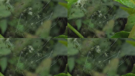 热带雨林里的蜘蛛在织网高清在线视频素材下载