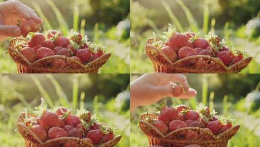 女人用手摘草莓高清在线视频素材下载