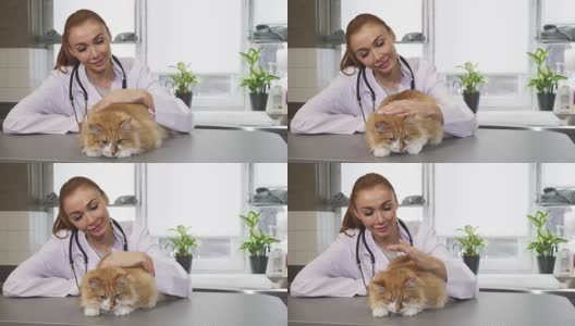 美丽年轻的女性专业兽医在工作中爱抚一只猫高清在线视频素材下载