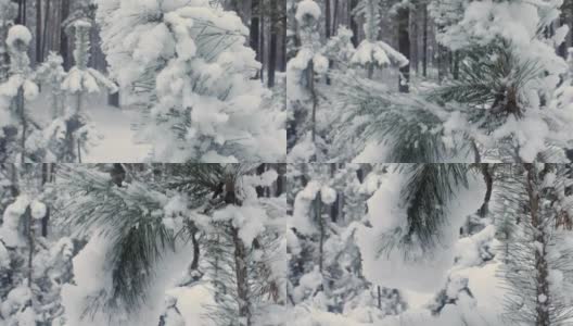 雪景中的绿色云杉高清在线视频素材下载