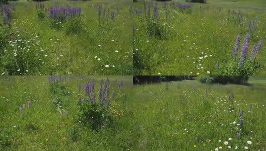 绿色的阳光草地，各种各样的花在高清慢动作高清在线视频素材下载