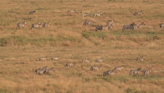近距离观察:在金色的夕阳下，成群的野生斑马在草原上奔跑高清在线视频素材下载